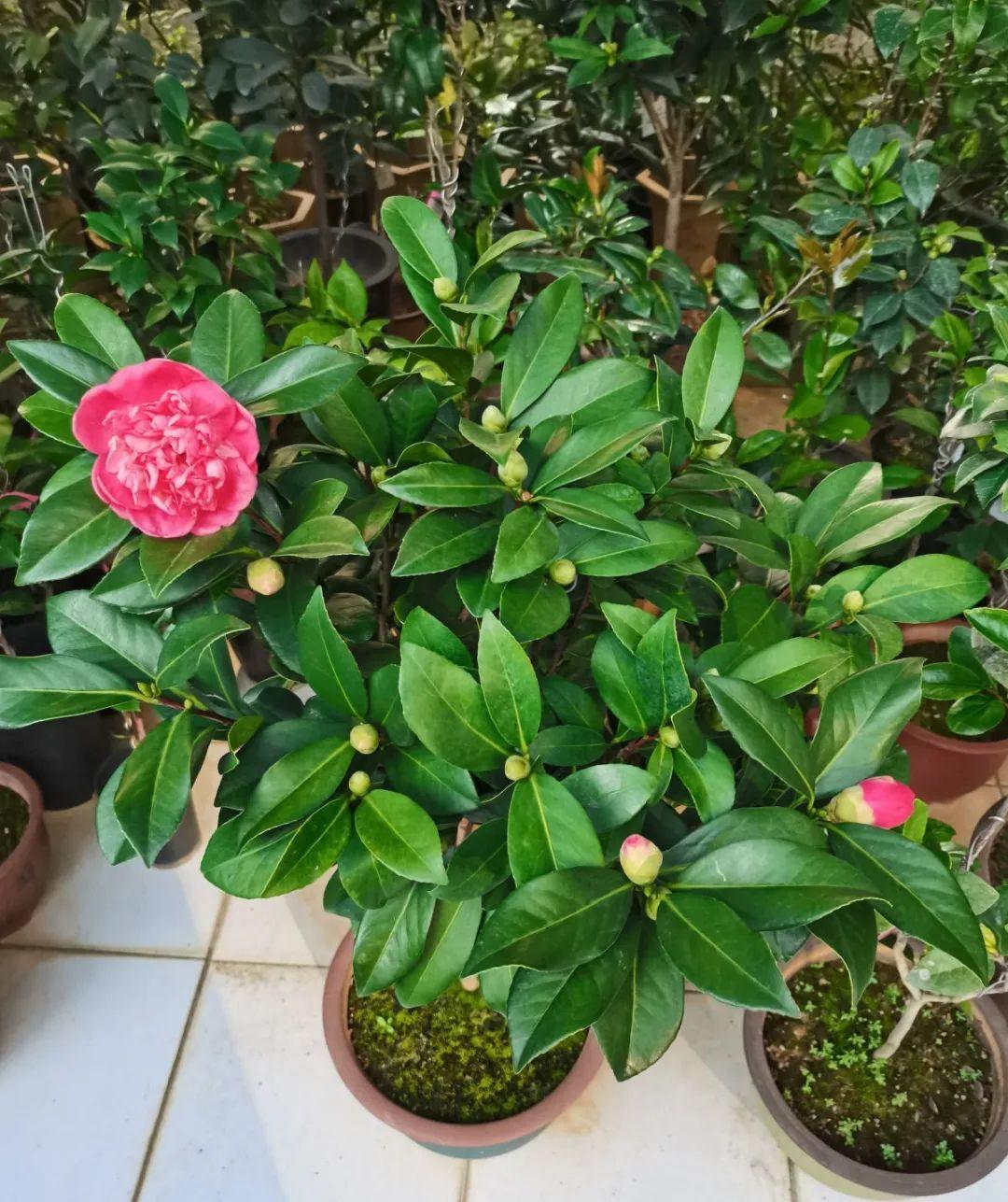 耐寒宿根花卉有哪些种类(能过冬的室外耐寒绿植)