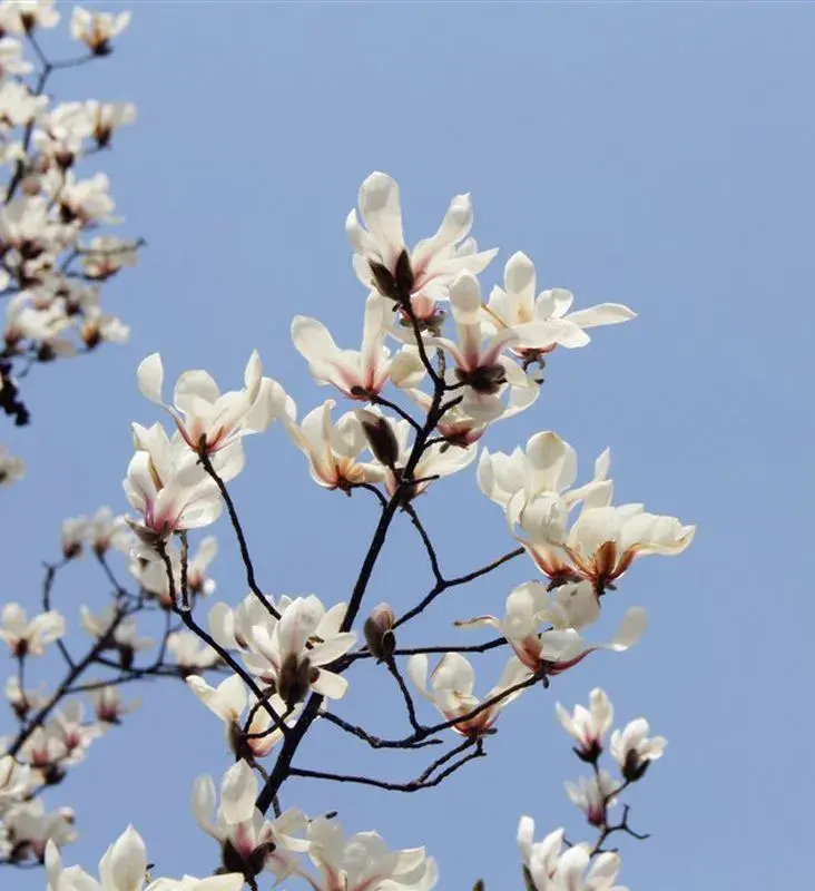三月开什么花什么特点(盘点三月份开花的植物)