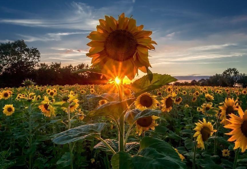 向日葵花语与寓意(讲解向日葵适合送的人)