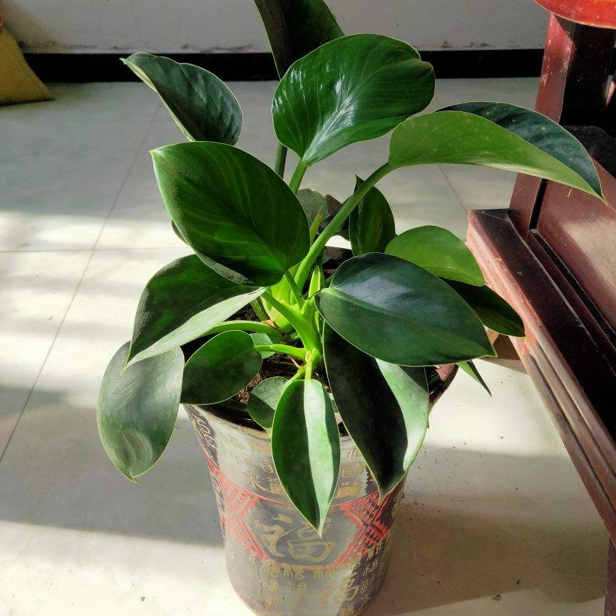 最耐阴的十大室内植物花名(客厅最好养的大型绿植)