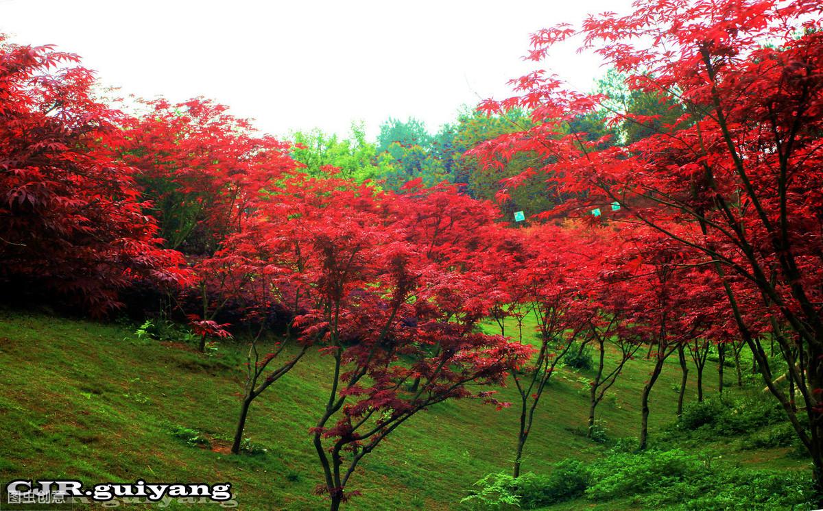 红枫移栽多久能缓过来养（关于红枫最佳移栽时间）