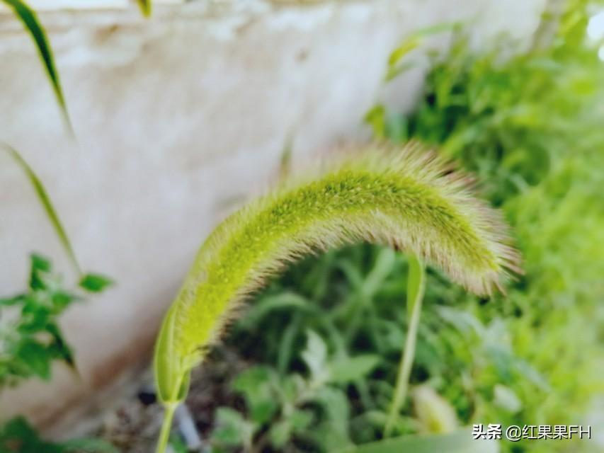狗尾巴草的花语是什么意思(关于狗尾巴草的花语和寓意)