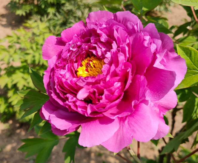 介绍牡丹几月份开花(了解牡丹花种植和养护)