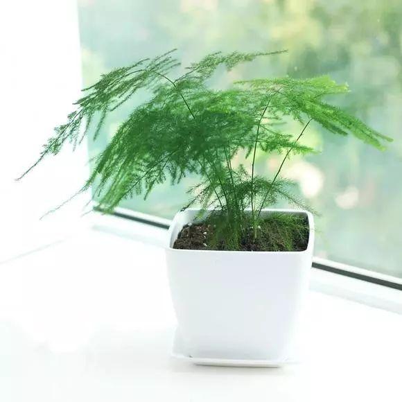 文竹花语及故事(关于文竹的正确养法)