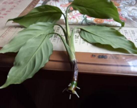 万年青的扦插繁殖方法有哪些(了解万年青修剪的技巧)