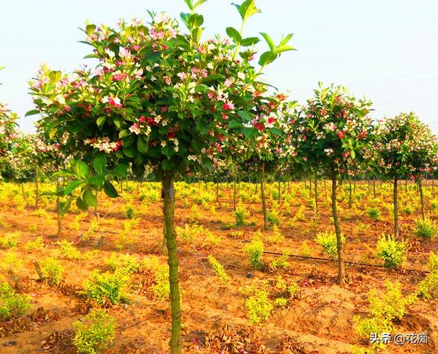 五彩锦带树花期多长(五彩锦带适合的地区种植)