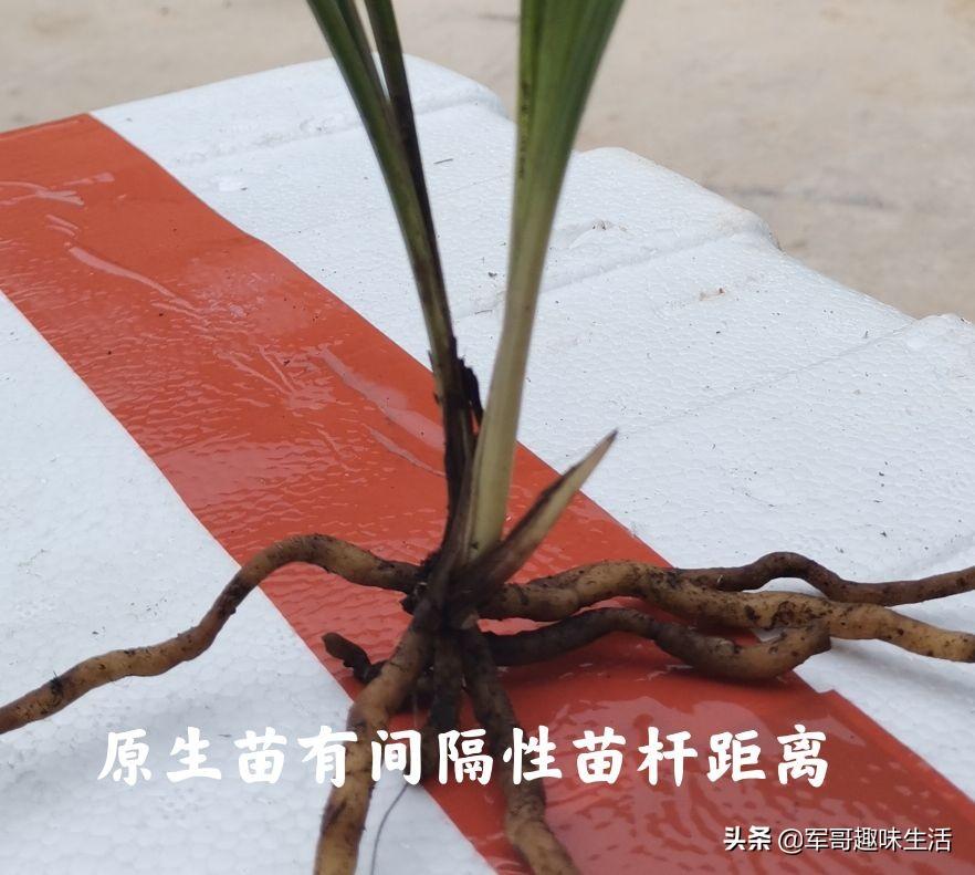 组培苗的优点和缺点(植物组培快繁技术)