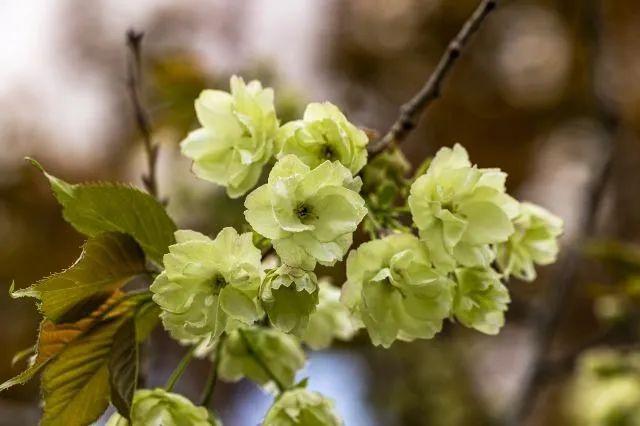 冬樱花几月开(各种樱花品种介绍)