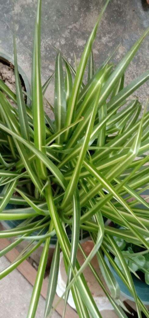 适合室内养的花和植物(净化空气吸甲醛植物排名)