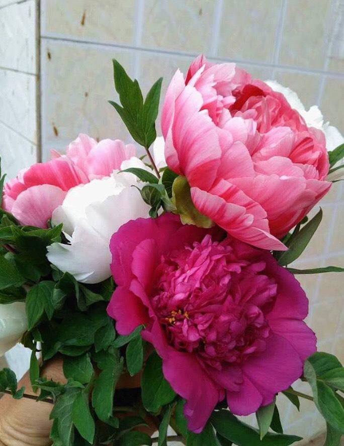 牡丹花怎么样才能长好