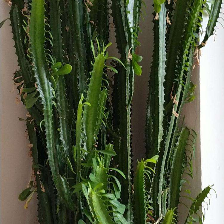 带刺的植物叫什么名字(介绍带刺盆栽植物名称)