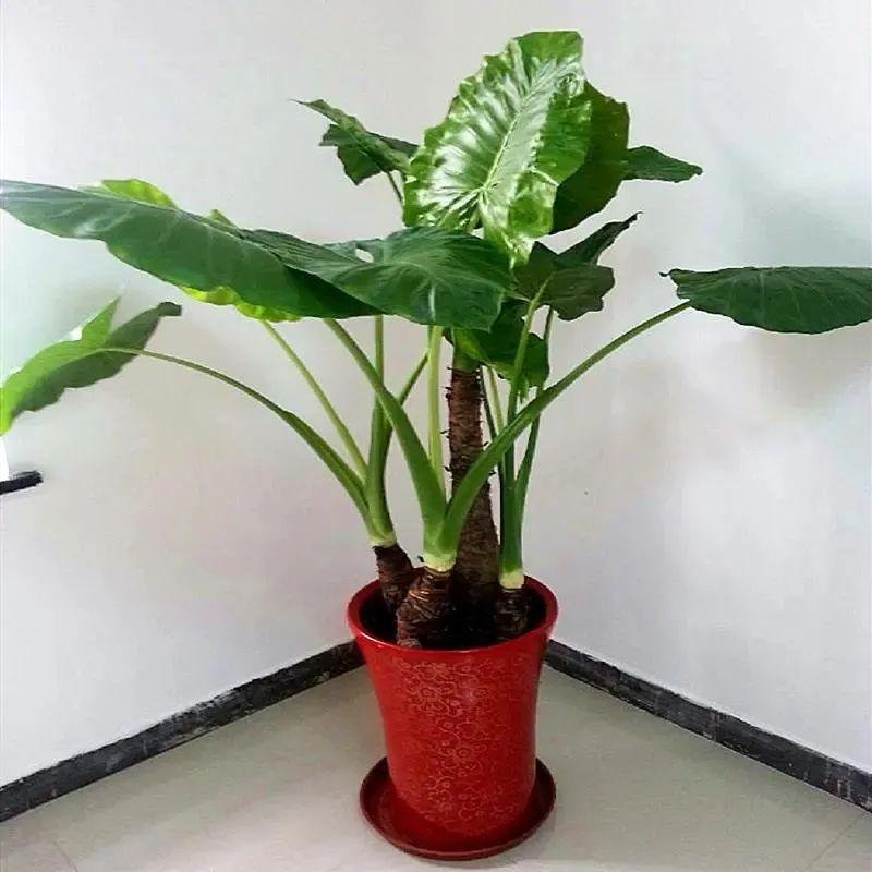 滴水观音有毒吗碰了怎么办(滴水观音植物特点介绍)