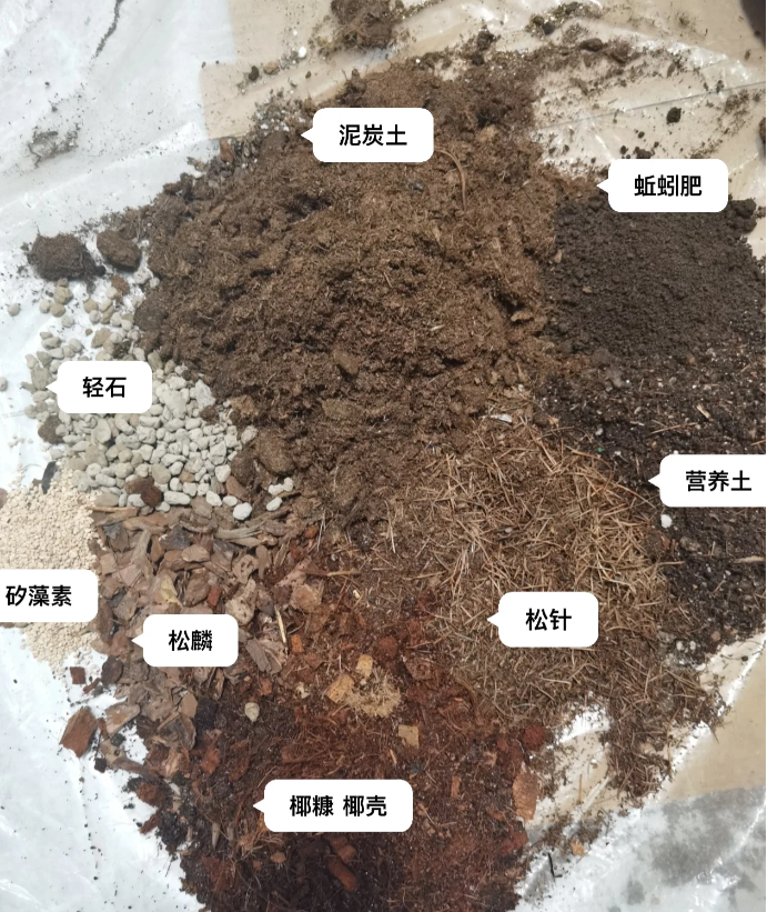仙客来花种子怎么种植(关于仙客来种子发芽教程)
