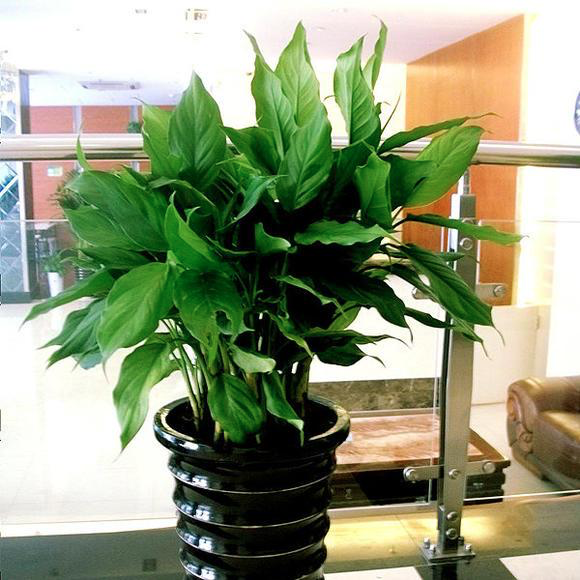 万年青植物怎么养殖(关于万年青最佳摆放位置)