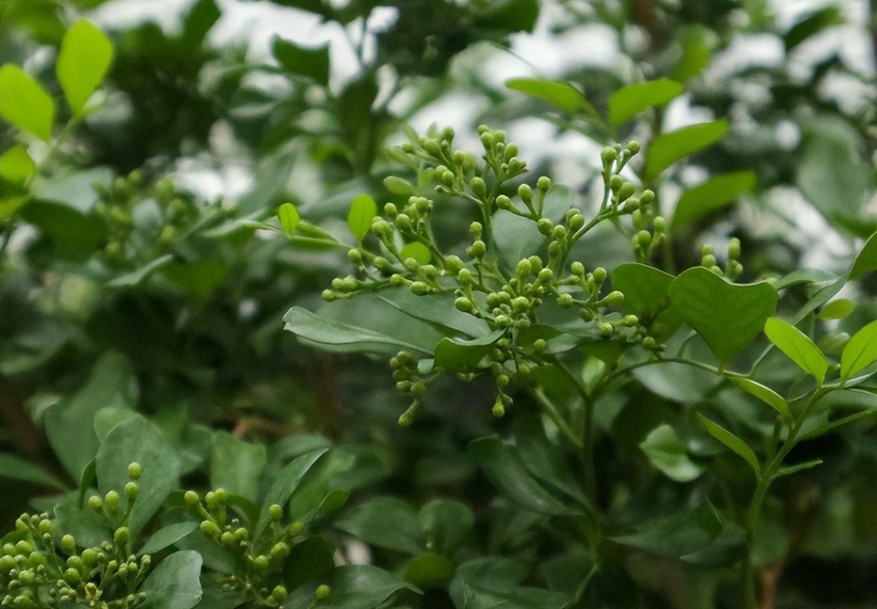 植物根的结构(讲解植物根系的三大特点)
