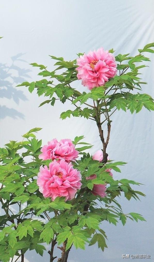 扶郎花怎么插花好看