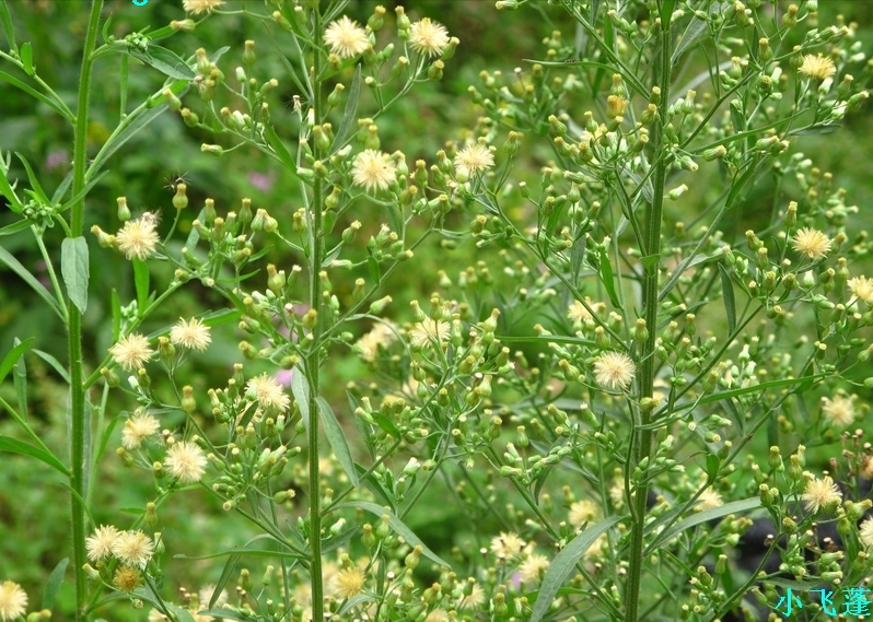 常见野草的种类(农村常见的植物名称)