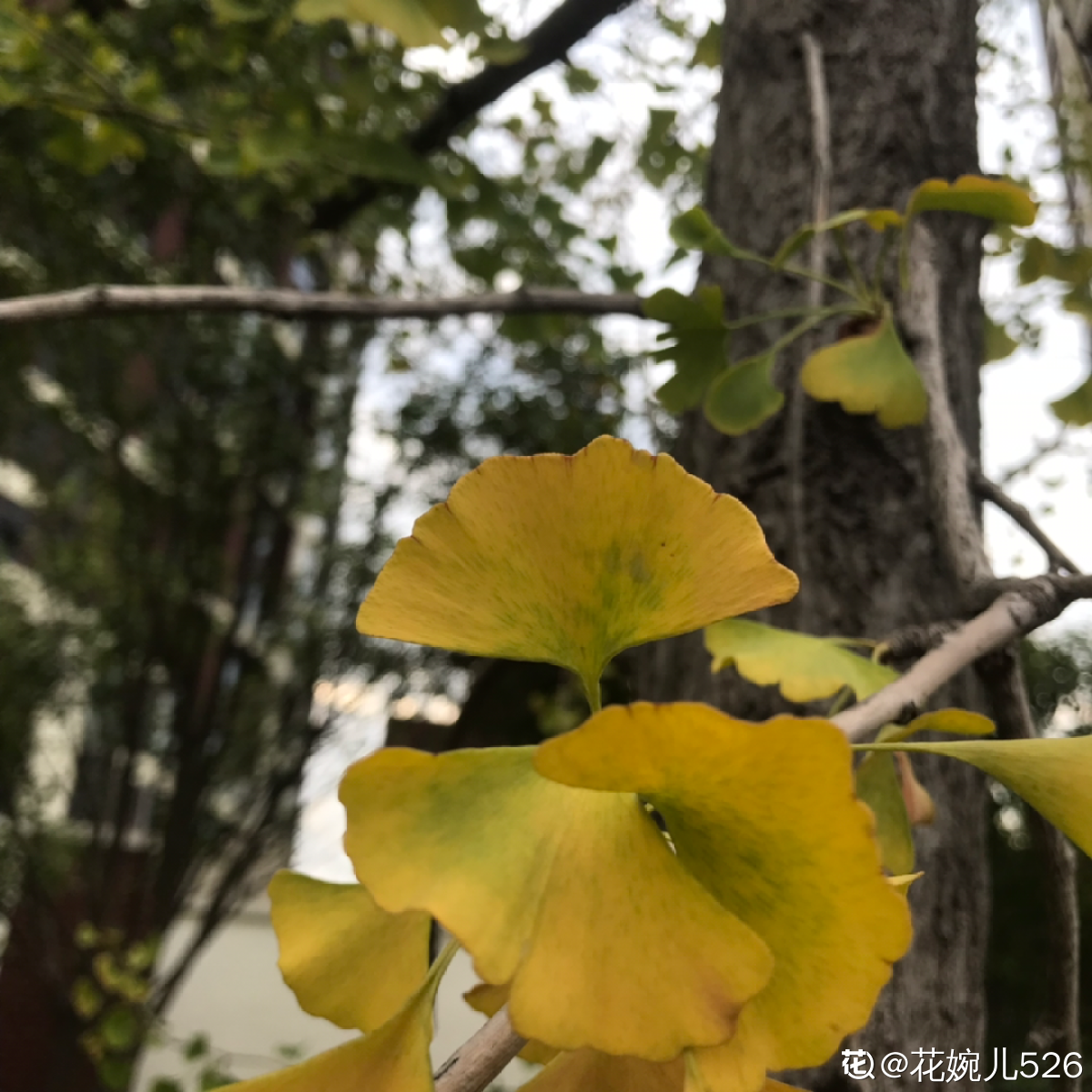 秋天开什么花常见(盘点秋天最美的六种花)