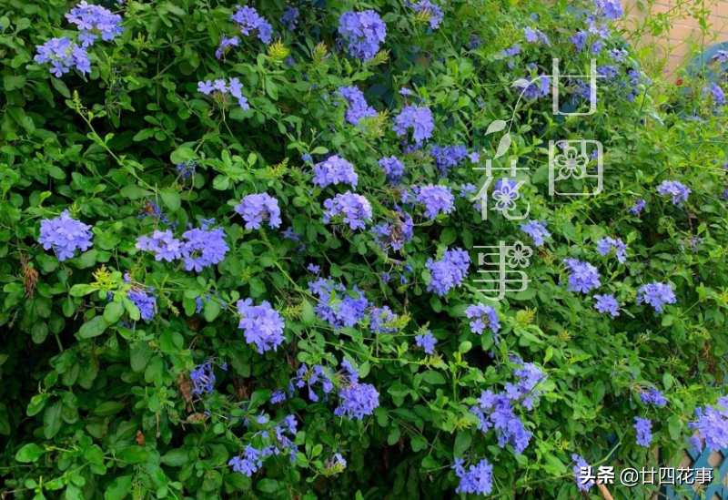 爬藤植物有哪些（详解藤本花卉的品种）