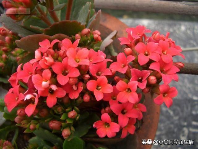 长寿花水培扦插方法和技巧