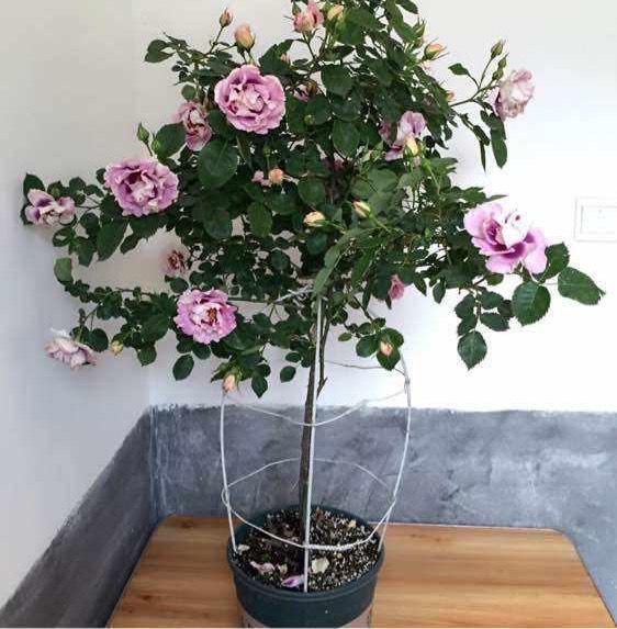 月季花怎么养开花多一点