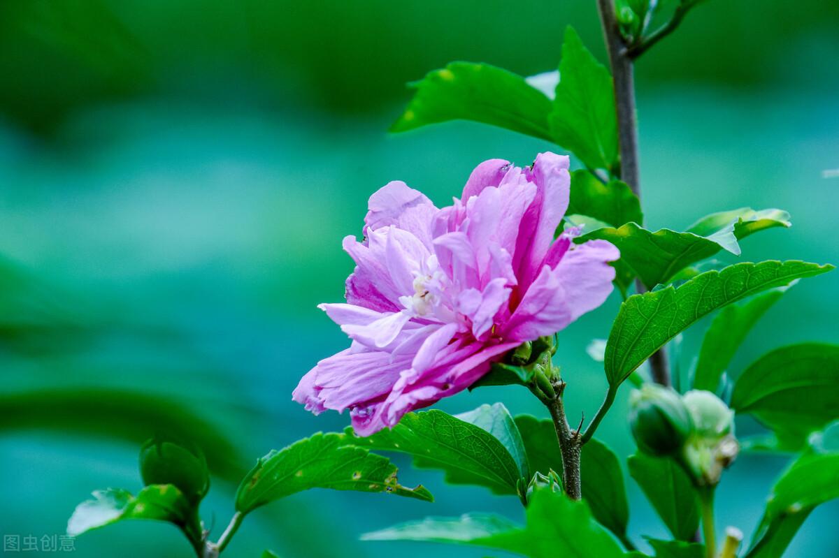 朝鲜国花叫什么名字(世界各国国花介绍)