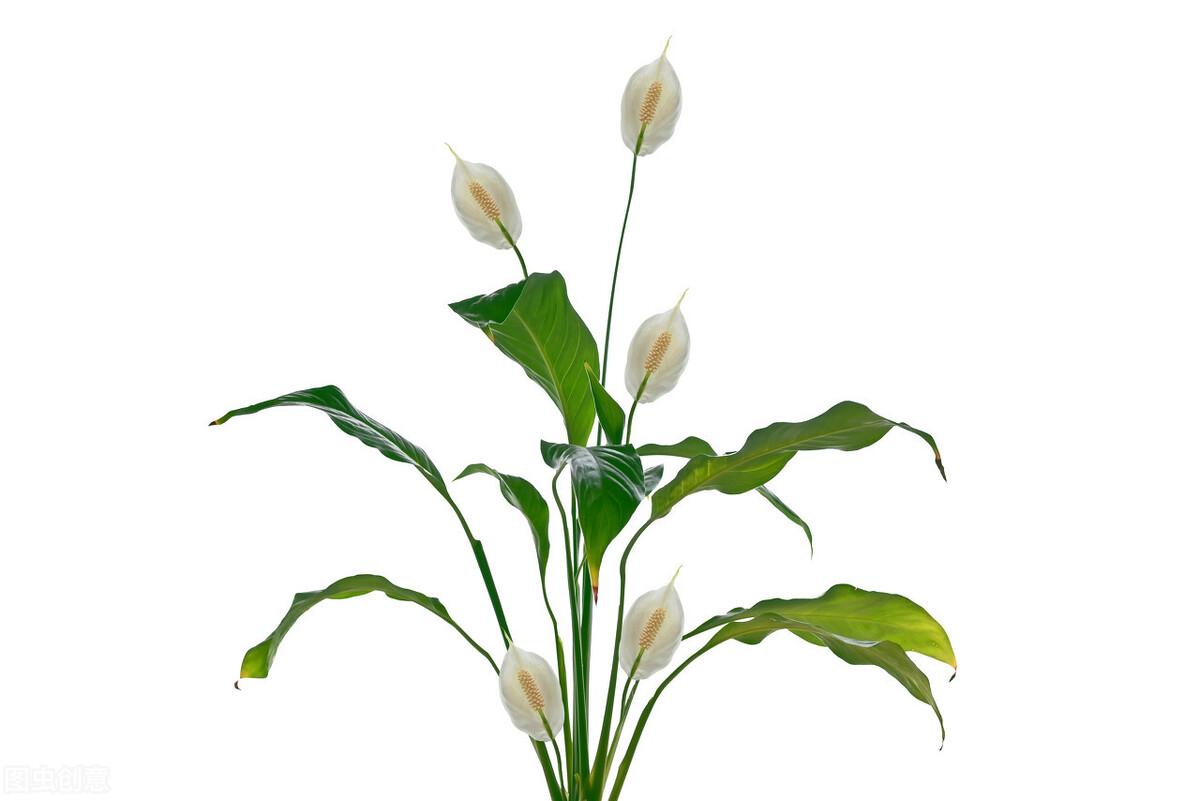 白鹤芋怎么修剪(水培白鹤芋的养殖方法)