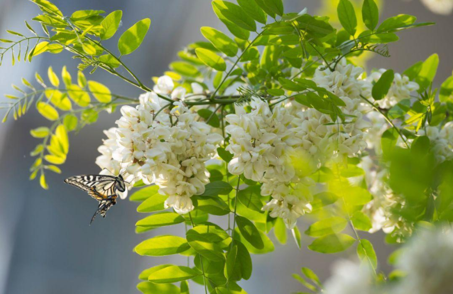 紫槐花什么时候开花(北方庭院耐寒观赏花树)