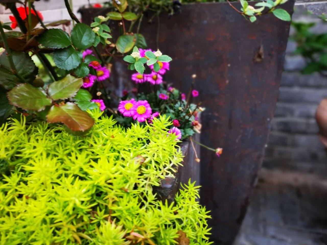多年生草本花卉有哪些好养(多年生的花卉的品种)