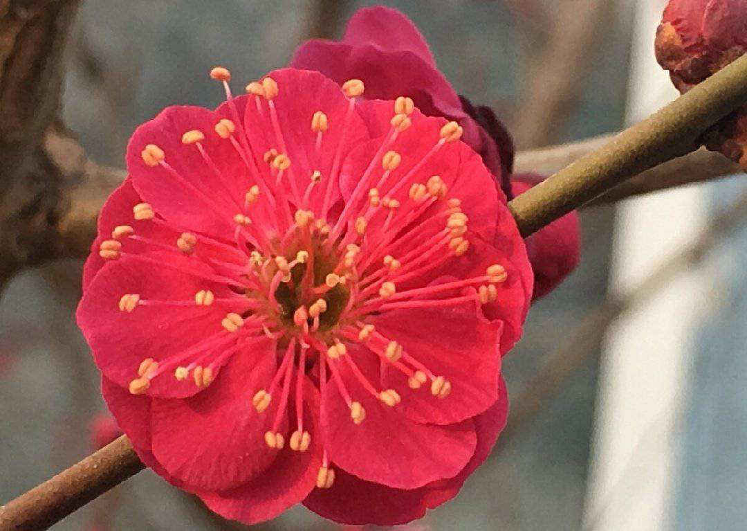 花中君子是什么花(花中四君子的象征意义)