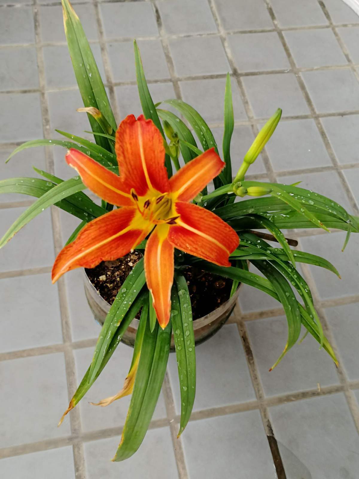 萱草的寓意和象征(养好萱草的要点)