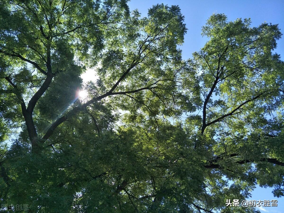北方槐树什么时候开花(国槐与洋槐树的区别)