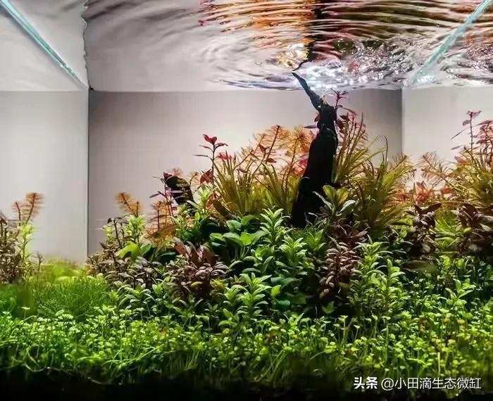 红千层水草好养吗(讲解红千层水草的繁殖方法)