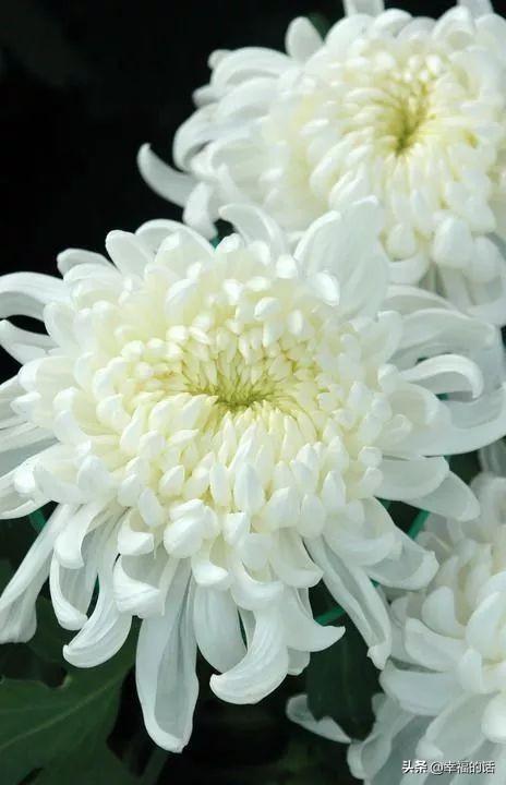 花中四君子是指什么花(梅兰竹菊四君子代表的意义)