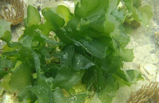 海生藻类是植物吗(海洋藻类简介)