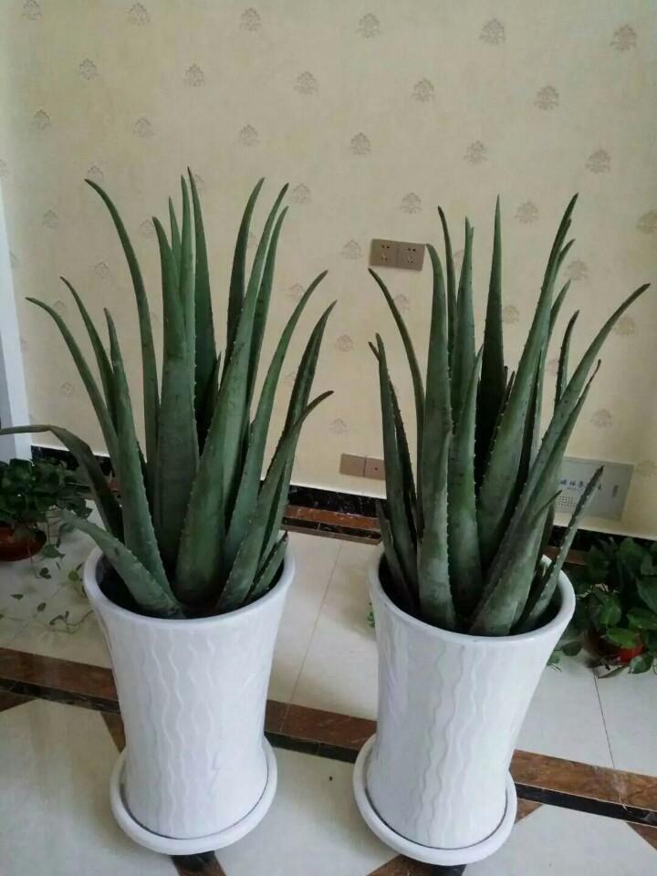 芦荟的种类有哪些(辨别芦荟品种的方法)