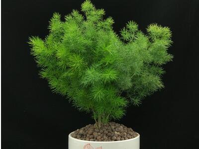 蓬莱松的养殖方法(关于蓬莱松的风水作用)