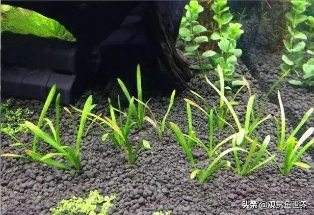 水草种类及名称（常见水草种类大全）