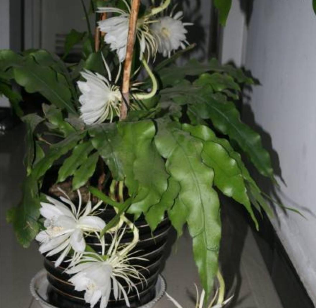 昙花开花时间大约有多久(讲解昙花开花过程描写)