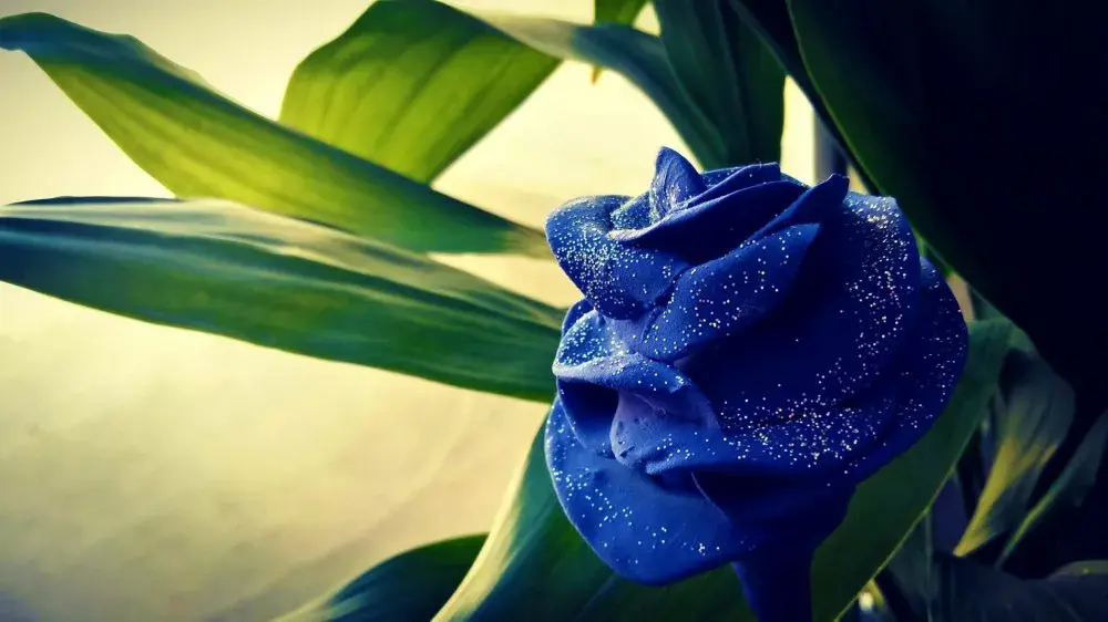 红玫瑰的花语和寓意代表什么意思(玫瑰花语大全)