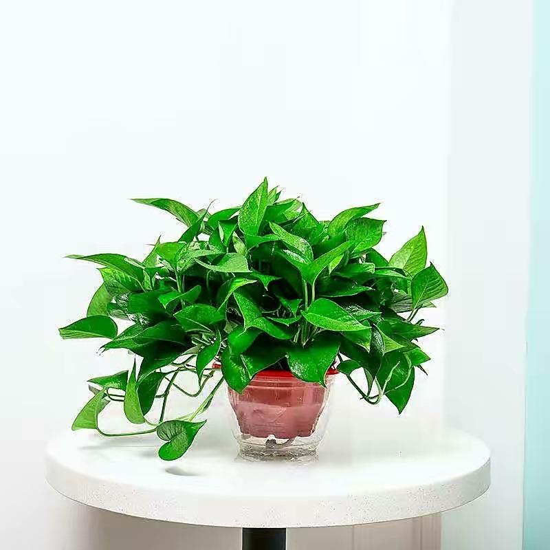 植物盆栽怎么养殖(适合家里养的盆栽植物)