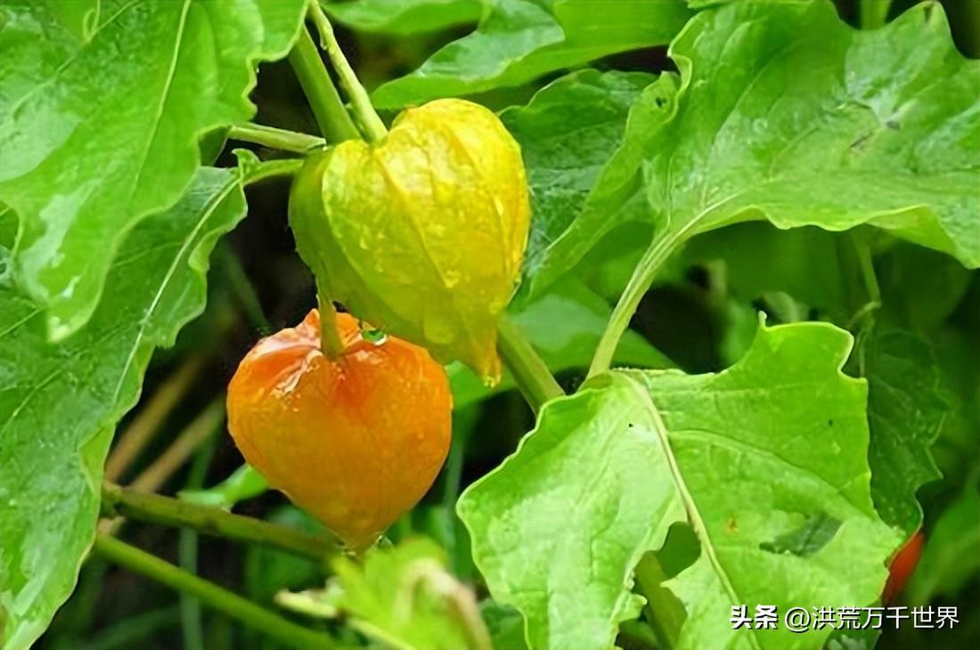 绛珠草是什么植物(聊聊绛珠草的寓意)