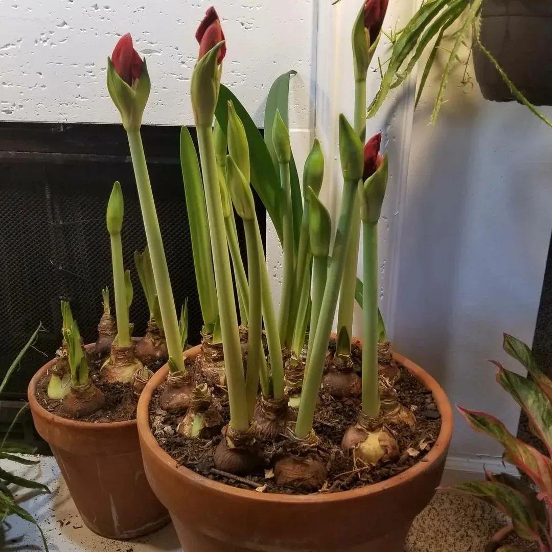 一年生植物能养一年吗(适合懒人种植的经济作物)