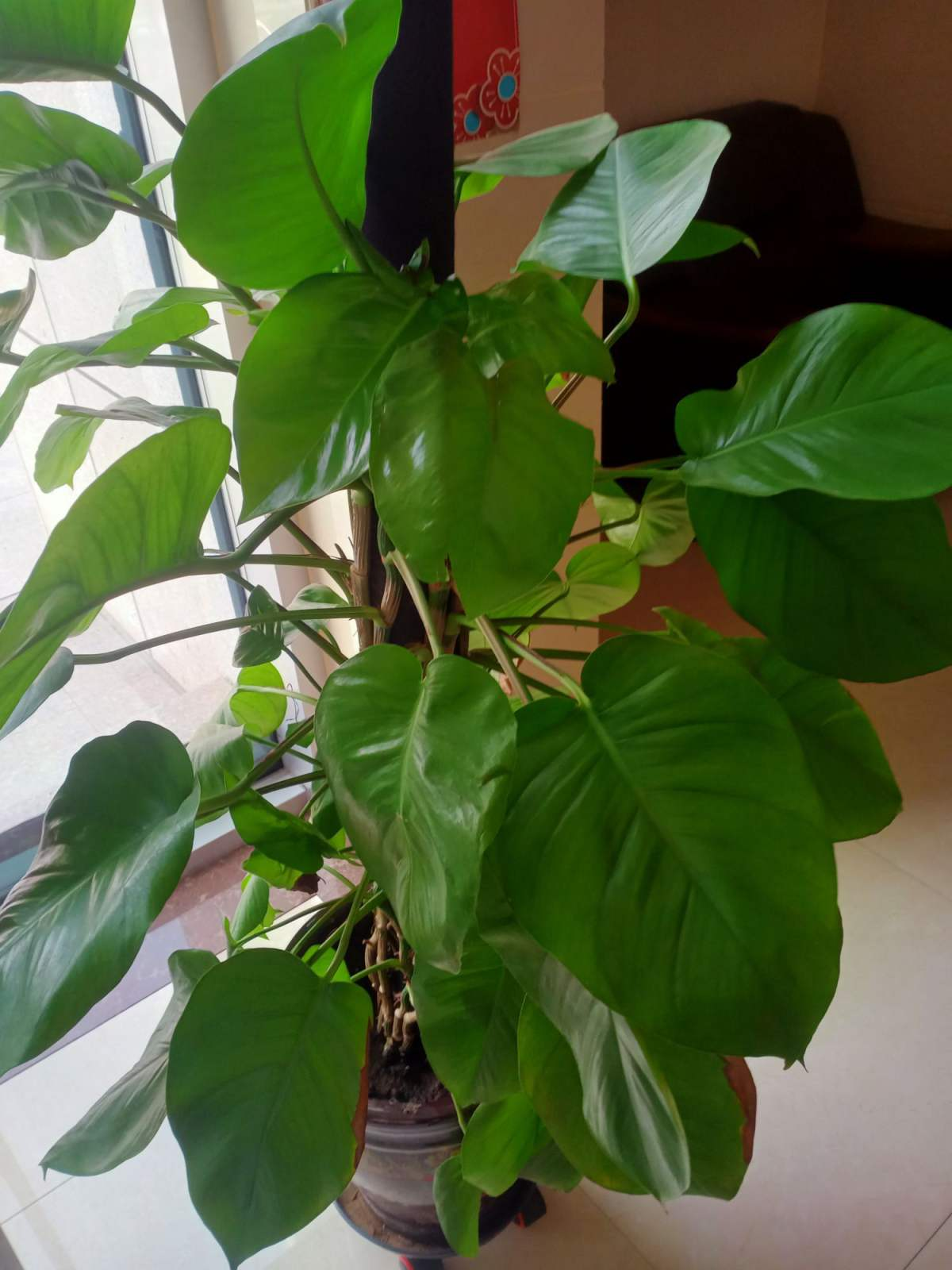 净化空气的室内植物排行榜(除甲醛的绿色植物推荐)