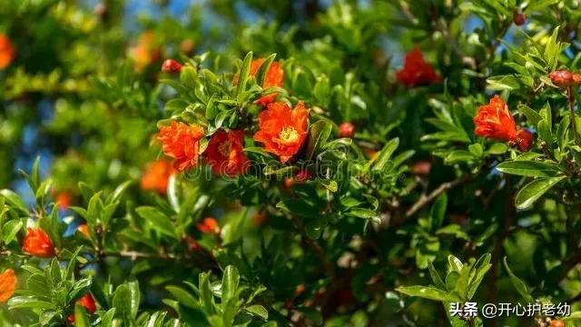 石榴花语和寓意(关于石榴的美好寄语)
