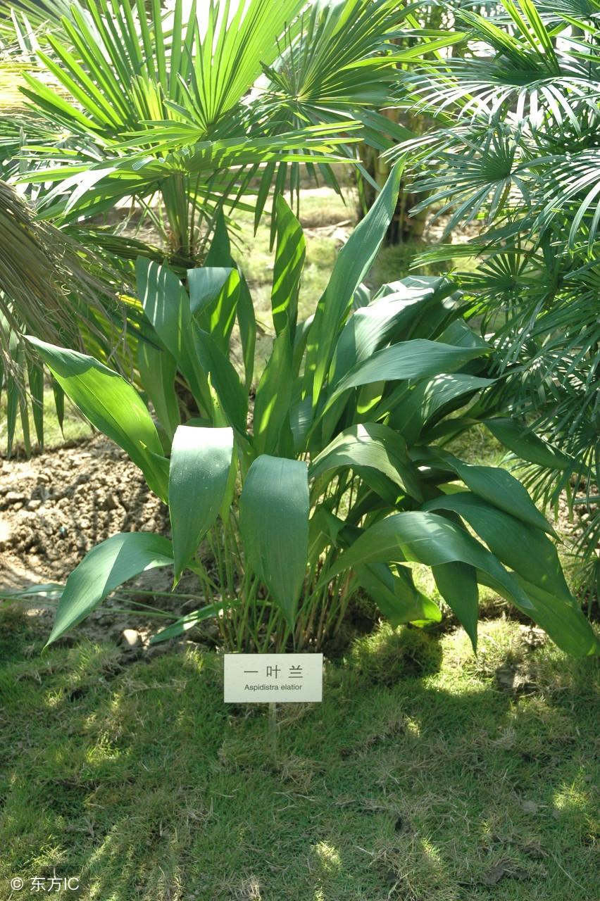 箬叶是什么意思(箬叶和粽叶的区别)