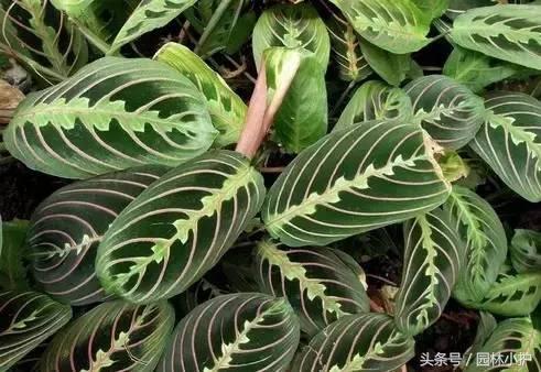 飞羽竹芋的寓意和象征(讲解飞羽竹芋的养殖方法)