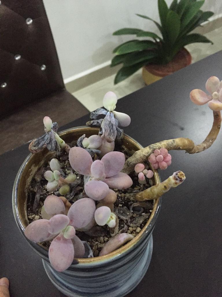 多肉度夏后如何恢复(夏天多肉的养殖方法和浇水)