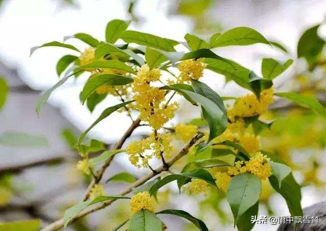 桂花树如何养护开花多（盆栽桂花树的养殖方法和注意事项）