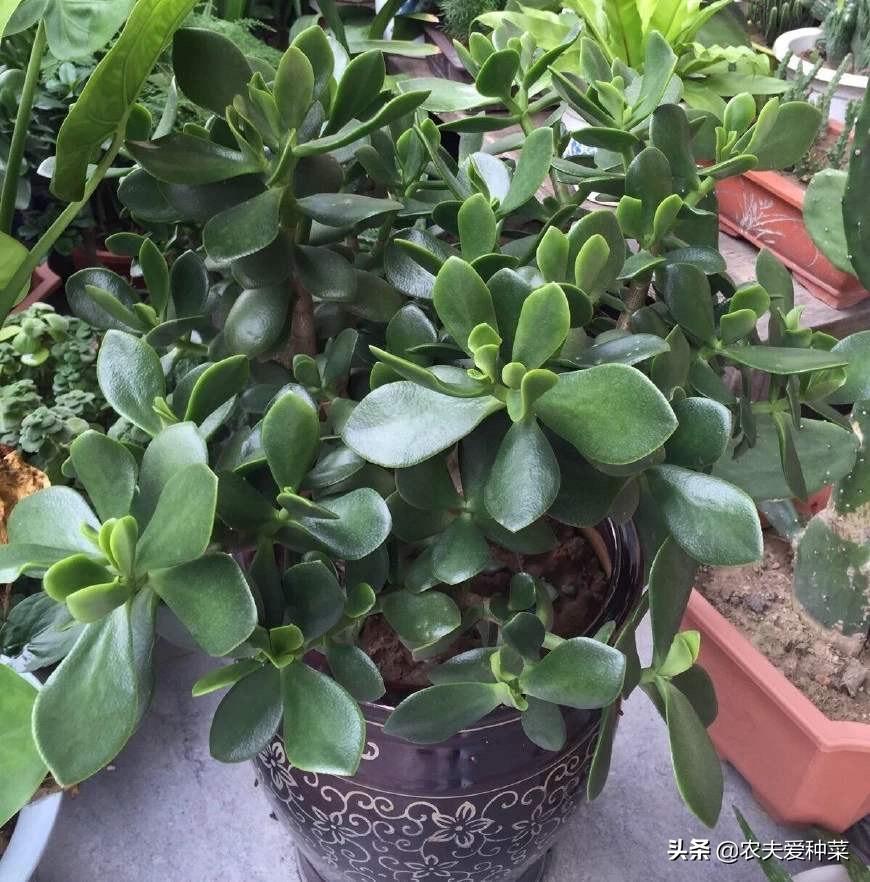 厚脸皮植物冬天养护方法